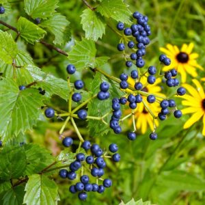 Viburnum dentatum, Southern Arrowwood, American Arrow Wood, Arrow Wood, Shrub with fall color, fall color, shrub with berries, White Flowers, Black berries