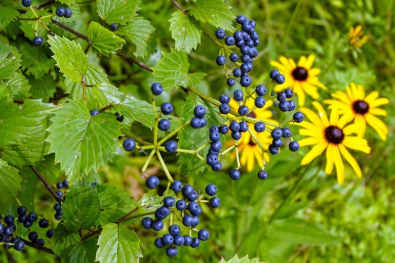 Viburnum dentatum, Southern Arrowwood, American Arrow Wood, Arrow Wood, Shrub with fall color, fall color, shrub with berries, White Flowers, Black berries
