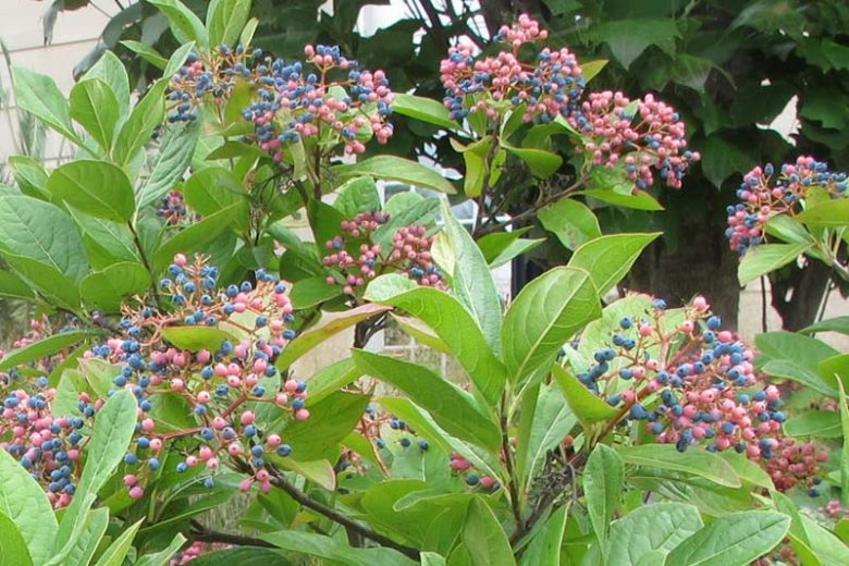Viburnum nudum, Withe Rod, Smooth Witherod, American Withe Rod, Possumhaw Viburnum, Possumhaw, Pink berries, Blue Berries, Shrub with fall color, fall color, shrub with berries
