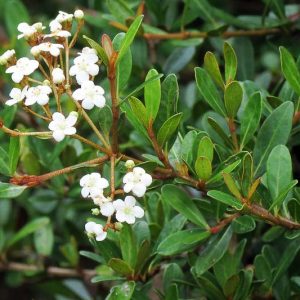 Viburnum obovatum, Small-Leaf Arrowwood, Walter's Viburnum, Blue Berries, Shrub with fall color, fall color, shrub with berries