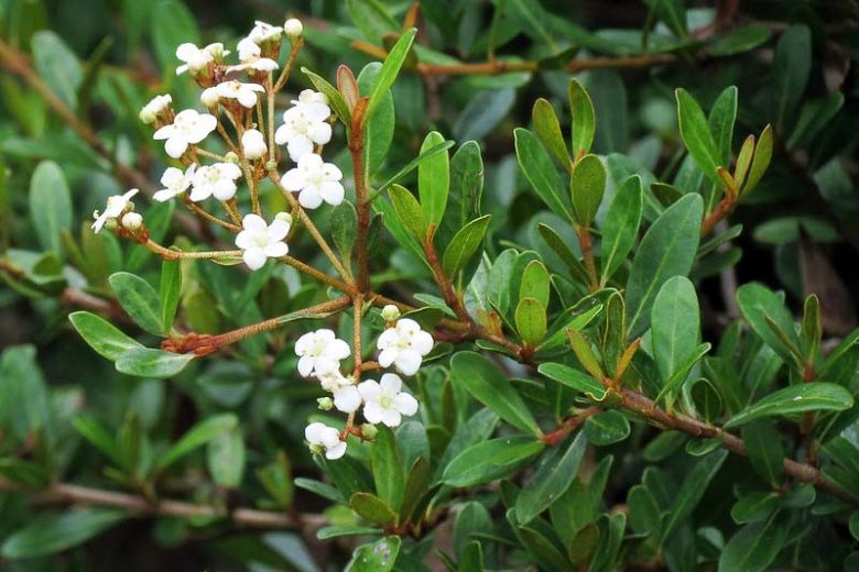 Viburnum obovatum, Small-Leaf Arrowwood, Walter's Viburnum, Blue Berries, Shrub with fall color, fall color, shrub with berries