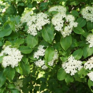 Viburnum rufidulum,Rusty Blackhaw Viburnum, Rusty Blackhaw, Southern Blackhaw, Blackhaw, Bluehaw, Downy Viburnum, Southern Nannyberry, Rusty Nannyberry, Nannyberry,, Fragrant Shrub, Shrub with fall color, fall color, shrub with berries