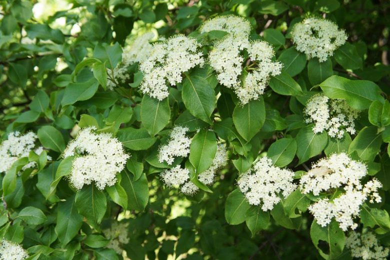 Viburnum rufidulum,Rusty Blackhaw Viburnum, Rusty Blackhaw, Southern Blackhaw, Blackhaw, Bluehaw, Downy Viburnum, Southern Nannyberry, Rusty Nannyberry, Nannyberry,, Fragrant Shrub, Shrub with fall color, fall color, shrub with berries