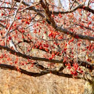 Viburnum opulus var. americanum, American Cranberry Bush, Highbush Cranberry, American Cranberrybush Viburnum, Cranberry Viburnum, Viburnum trilobum