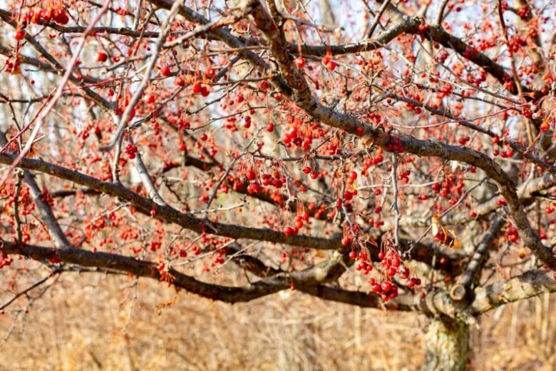 Viburnum opulus var. americanum, American Cranberry Bush, Highbush Cranberry, American Cranberrybush Viburnum, Cranberry Viburnum, Viburnum trilobum