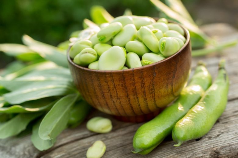 Vicia faba, Broad Bean, Fava Bean, Faba Bean, Horse Bean,  Bell Bean, English Bean, Field Bean, Pidgeon Bean, Tick Bean, Windsor Bean.