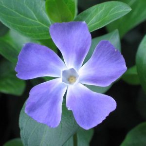 Vinca major, Periwinkle, Greater Periwinkle, Bigleaf Periwinkle, Evergreen Perennial, Evergreen Ground Cover, Evergreen GroundCover, Shade perennials, Plants for shade, Blue Vinca, Blue Groundcover