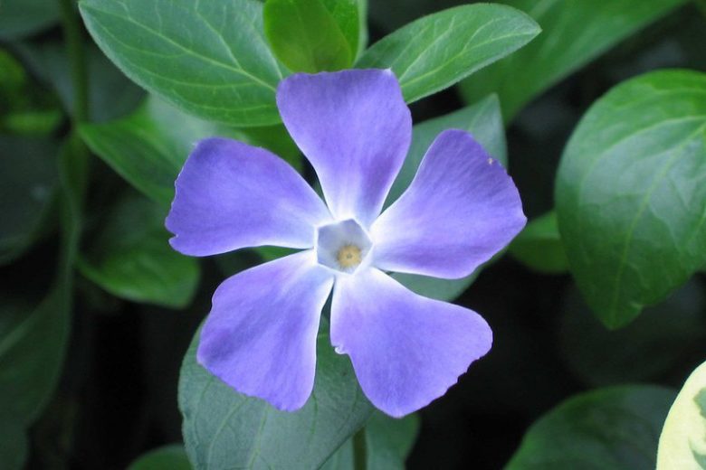 Vinca major, Periwinkle, Greater Periwinkle, Bigleaf Periwinkle, Evergreen Perennial, Evergreen Ground Cover, Evergreen GroundCover, Shade perennials, Plants for shade, Blue Vinca, Blue Groundcover