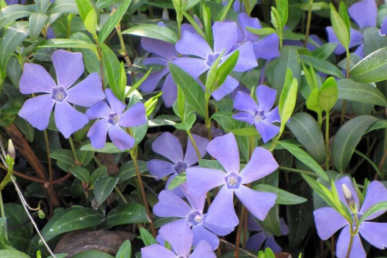Vinca minor, Lesser Periwinkle, Dwarf Periwinkle, Creeping Myrtle, Evergreen Perennial, Evergreen Ground Cover, Evergreen Groundcover, Blue Flowers, Lavender Flowers