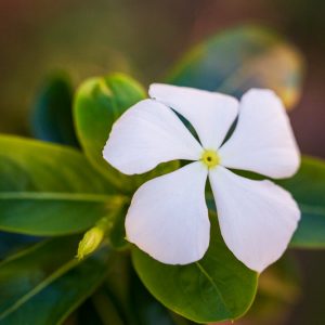 minor f. alba, Small White Periwinkle, Vinca minor 'Alba', Evergreen perennial, evergreen groundcover, Shade perennials