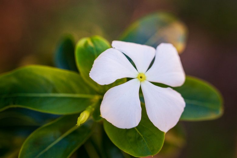minor f. alba, Small White Periwinkle, Vinca minor 'Alba', Evergreen perennial, evergreen groundcover, Shade perennials