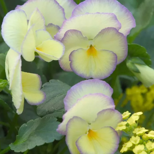 Viola 'Etain', Viola 'Helen Dillon', violet flowers, pansies, fragrant perennials, evergreen perennials, evergreen flowers, purple flowers, yellow flowers, spring flowers