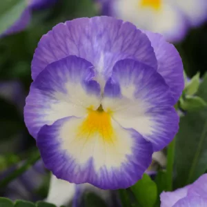 Viola 'Halo Lilac', Violet 'Halo Lilac', Perennial Pansy 'Halo Lilac', Winter Pansy 'Halo Lilac', Purple flowers, pansies, fragrant perennials, evergreen perennials, evergreen flowers, white flowers