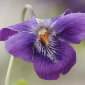 Viola Sororia, Common Blue Violet, Missouri Violet, Hooded Blue Violet, Florida Violet, Meadow Violet, Shade plants, shade perennial, violet flowers, plants for shade