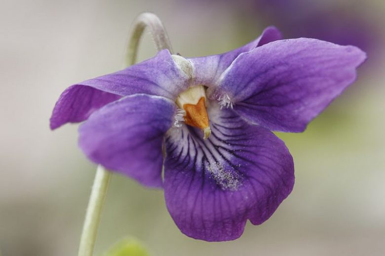 Viola Sororia, Common Blue Violet, Missouri Violet, Hooded Blue Violet, Florida Violet, Meadow Violet, Shade plants, shade perennial, violet flowers, plants for shade
