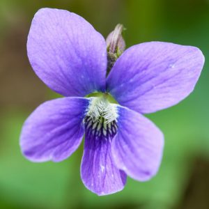 Viola adunca,Hooked-Spur Violet, Western Blue Violet, Western Dog Violet, Early Blue Violet, Sand Violet, Shade plants, shade perennial, violet flowers, plants for shade