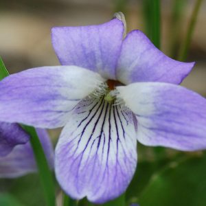 Viola affinis, Sand Violet, Pale Early Violet, Thinleaf Violet, Small Blue Violet, Shade plants, shade perennial, violet flowers, plants for shade