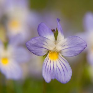 Viola bicolor,Field Pansy, Wild Pansy,  American Field Pansy, Johnny Jump Up, Johnny Jump-Up, Johnny Jump-up Violet,, Shade plants, shade perennial, violet flowers, plants for shade