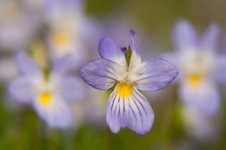Viola bicolor,Field Pansy, Wild Pansy,  American Field Pansy, Johnny Jump Up, Johnny Jump-Up, Johnny Jump-up Violet,, Shade plants, shade perennial, violet flowers, plants for shade