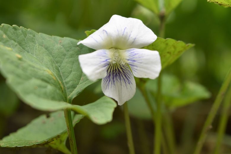 Viola blanda, Sweet White Violet, Woodland White Violet, Shade plants, shade perennial, violet flowers, plants for shade, fragrant perennials