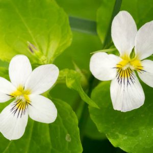 Viola canadensis, Canadian Violet, Canada Violet, Hens, Tall White Violet, Canadian White Violet, Shade plants, shade perennial, violet flowers, plants for shade, fragrant perennials