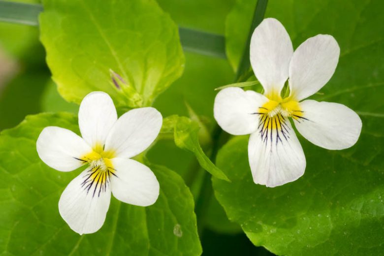Viola canadensis, Canadian Violet, Canada Violet, Hens, Tall White Violet, Canadian White Violet, Shade plants, shade perennial, violet flowers, plants for shade, fragrant perennials