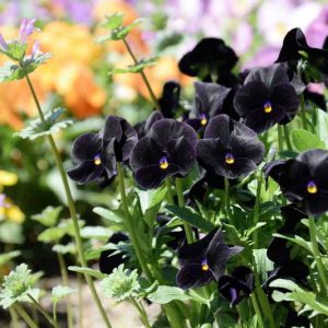 Viola 'Blackout', Horned Violet 'Blackout', Horned Pansy 'Blackout', Tufted Violet 'Blackout', Black flowers, pansies, fragrant perennials, evergreen perennials, evergreen flowers,