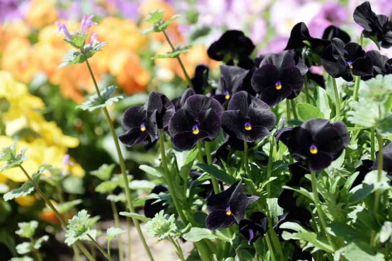 Viola 'Blackout', Horned Violet 'Blackout', Horned Pansy 'Blackout', Tufted Violet 'Blackout', Black flowers, pansies, fragrant perennials, evergreen perennials, evergreen flowers,