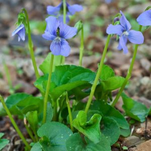 Viola cucullata, Marsh Blue Violet, Blue Marsh Violet, Thin Leaf Wood Violet, Viola cucullata var. microtitis, Viola obliqua, Shade plants, shade perennial, violet flowers, plants for shade