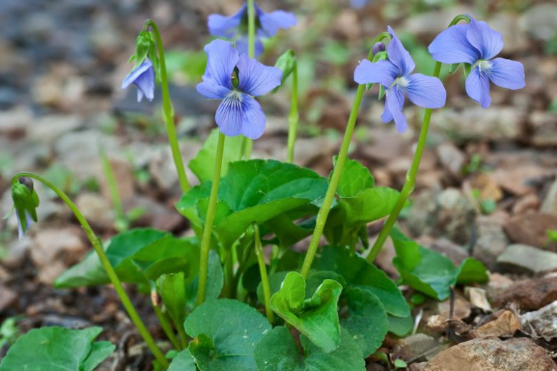 Viola cucullata, Marsh Blue Violet, Blue Marsh Violet, Thin Leaf Wood Violet, Viola cucullata var. microtitis, Viola obliqua, Shade plants, shade perennial, violet flowers, plants for shade