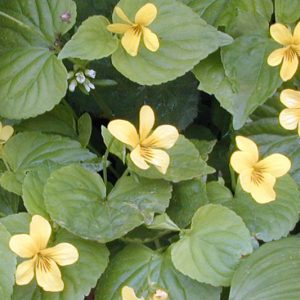 Viola glabella, Evergreen Violet, Pioneer Violet, Smooth Yellow Violet, Stream Violet, Shade plants, shade perennial, Yellow Violets, violet flowers, plants for shade