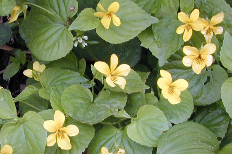Viola glabella, Evergreen Violet, Pioneer Violet, Smooth Yellow Violet, Stream Violet, Shade plants, shade perennial, Yellow Violets, violet flowers, plants for shade