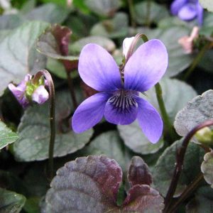 Viola labradorica, Alpine Violet, American Dog Violet, Labrador Violet, Viola adunca var. minor, Viola conspersa, Shade plants, shade perennial, violet flowers, plants for shade