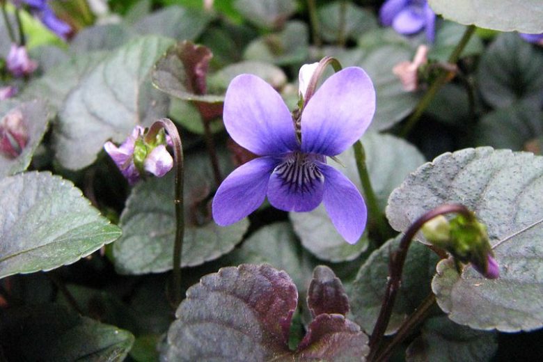 Viola labradorica, Alpine Violet, American Dog Violet, Labrador Violet, Viola adunca var. minor, Viola conspersa, Shade plants, shade perennial, violet flowers, plants for shade