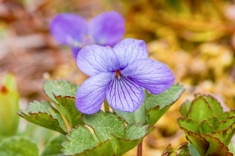 Viola langsdorffii, Alaska Violet, Aleutian Violet, Viola langsdorfii, Viola simulata, Viola superba, Shade plants, shade perennial, violet flowers, plants for shade