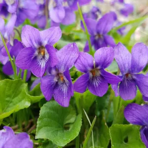 Viola Odorata 'Queen Charlotte', Sweet Violet 'Queen Charlotte', March Violet 'Queen Charlotte', Sweet Pansy 'Queen Charlotte',  Garden Violet 'Queen Charlotte', Shade plants, shade perennial, violet flowers, plants for shade, fragrant perennials