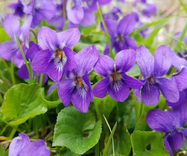 Viola Odorata 'Queen Charlotte', Sweet Violet 'Queen Charlotte', March Violet 'Queen Charlotte', Sweet Pansy 'Queen Charlotte',  Garden Violet 'Queen Charlotte', Shade plants, shade perennial, violet flowers, plants for shade, fragrant perennials