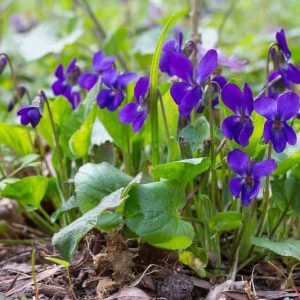 Viola Odorata, Sweet Violet, March Violet, Sweet Pansy, English Violet, Florist's Violet, Garden Violet, Shade plants, shade perennial, violet flowers, plants for shade, fragrant perennials