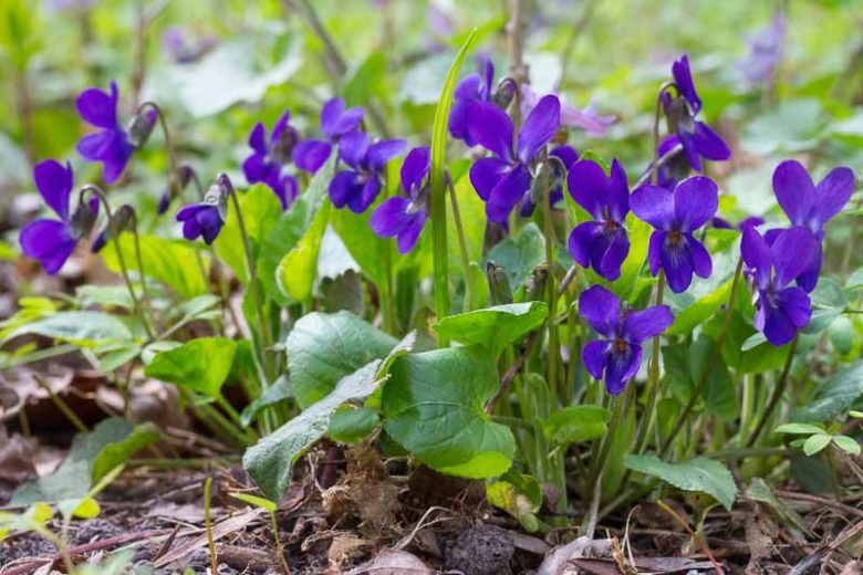 Viola Odorata, Sweet Violet, March Violet, Sweet Pansy, English Violet, Florist's Violet, Garden Violet, Shade plants, shade perennial, violet flowers, plants for shade, fragrant perennials