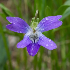 Viola pedatifida,Prairie Violet, Purple Prairie Violet, Larkspur Violet, Crow-foot Violet, Coastal Violet, Viola palmata var. pedatifida, Shade plants, shade perennial, violet flowers, plants for shade