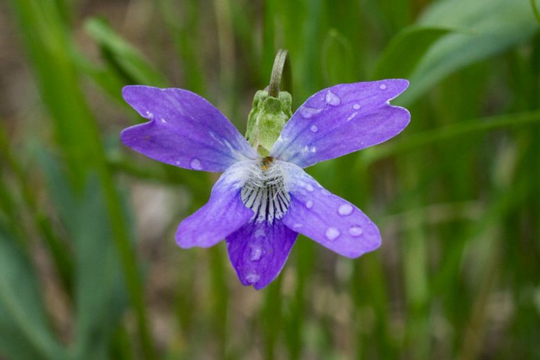 Viola pedatifida,Prairie Violet, Purple Prairie Violet, Larkspur Violet, Crow-foot Violet, Coastal Violet, Viola palmata var. pedatifida, Shade plants, shade perennial, violet flowers, plants for shade