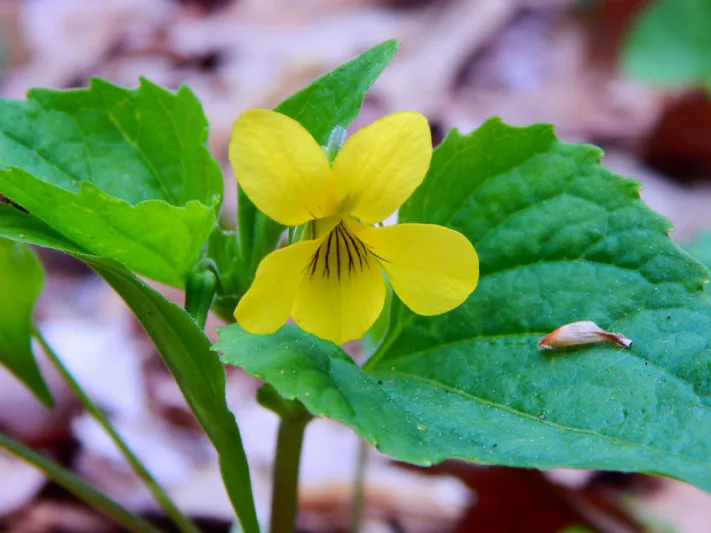 Viola pubescens, Downy Yellow Violet, Downy Violet, Hairy Yellow Violet, Yellow Violet, Common Yellow Violet, violet flowers, plants for shade, fragrant perennials