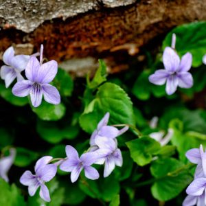 Viola rostrata, Longspur Violet, Long-spurred Violet, Shade plants, shade perennial, violet flowers, plants for shade