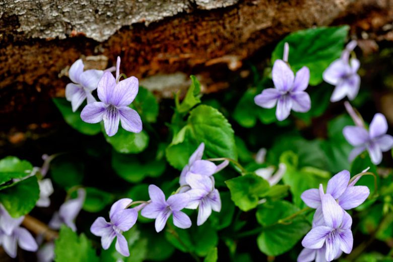 Viola rostrata, Longspur Violet, Long-spurred Violet, Shade plants, shade perennial, violet flowers, plants for shade