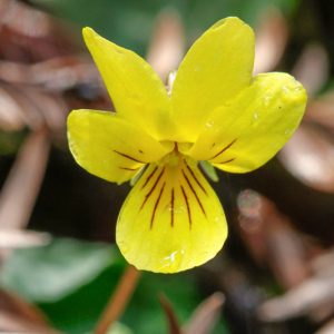 Viola sempervirens, Evergreen Violet, Viola sarmentosa, Shade plants, shade perennial, violet flowers, plants for shade