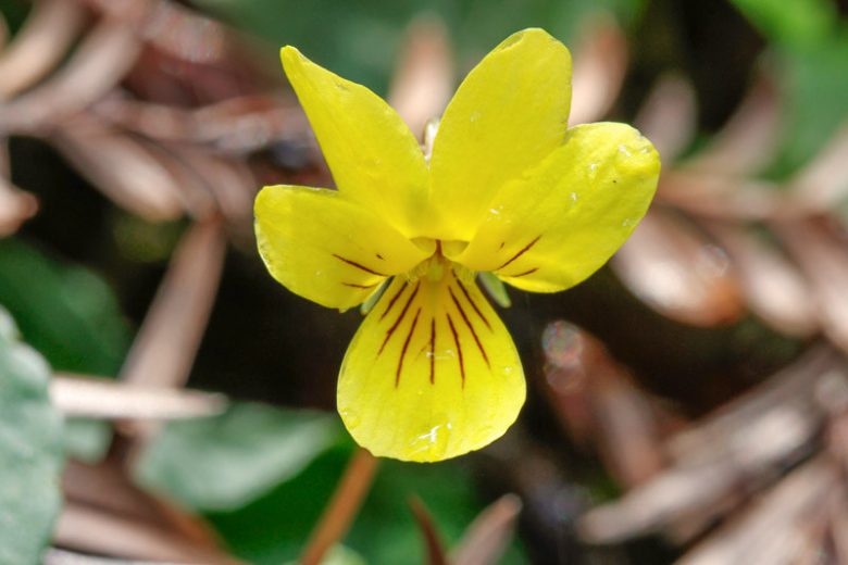 Viola sempervirens, Evergreen Violet, Viola sarmentosa, Shade plants, shade perennial, violet flowers, plants for shade