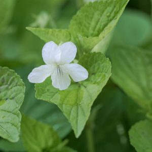 Viola striata, Striped White Violet, Pale Violet, Striped Violet, Shade plants, shade perennial, violet flowers, plants for shade, fragrant perennials
