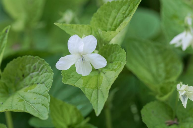 Viola striata, Striped White Violet, Pale Violet, Striped Violet, Shade plants, shade perennial, violet flowers, plants for shade, fragrant perennials