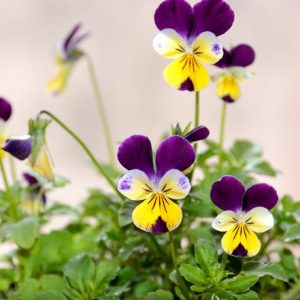 Viola tricolor, Johnny Jump up, Heartsease, Heart's Ease, Heart's Delight, Tickle-My-Fancy, Jack-Jump-Up-and-Kiss-Me, Come-and-Cuddle-Me, Three Faces in a Hood, Love-in-Idleness, Shade plants, shade perennial, violet flowers, plants for shade