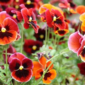 Viola x wittrockiana, Pansy, Garden Pansy, Shade plants, shade perennial, violet flowers, plants for shade, fragrant perennials